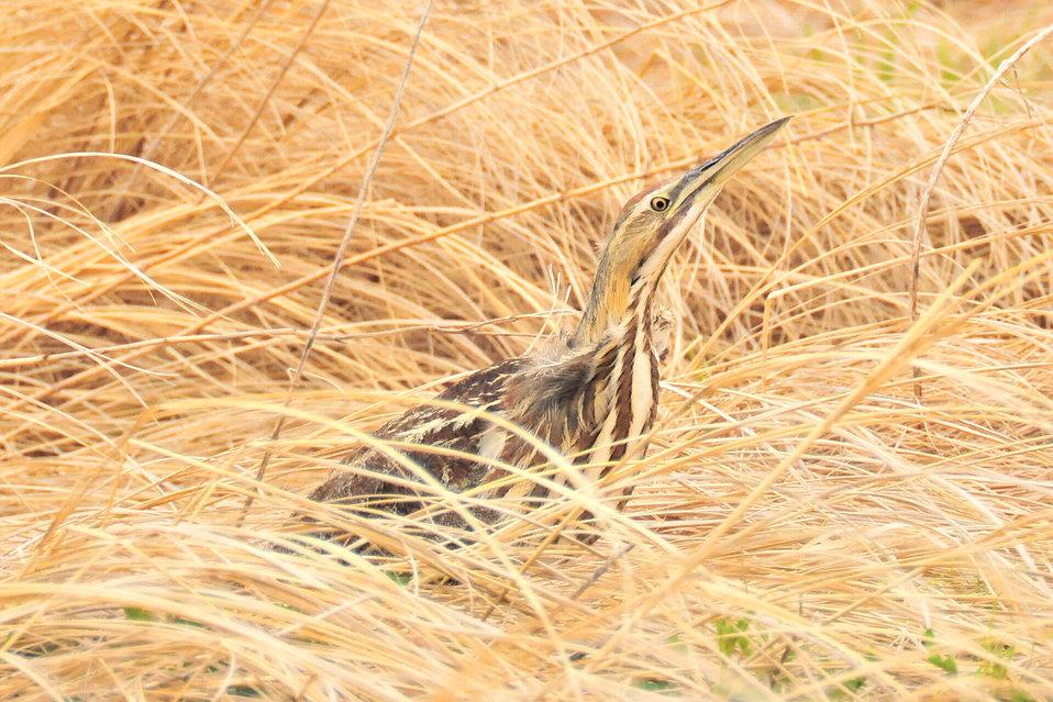American Bittern credit USFWS