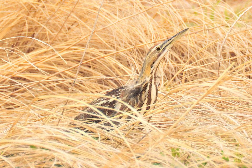 American Bittern credit USFWS