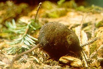 Baird's Shrew