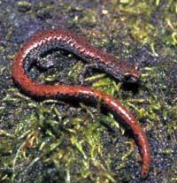 Oregon Slender Salamander credit USFS