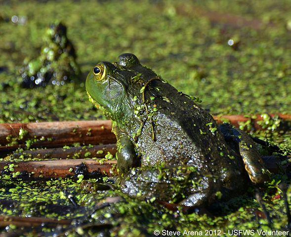 Bullfrog