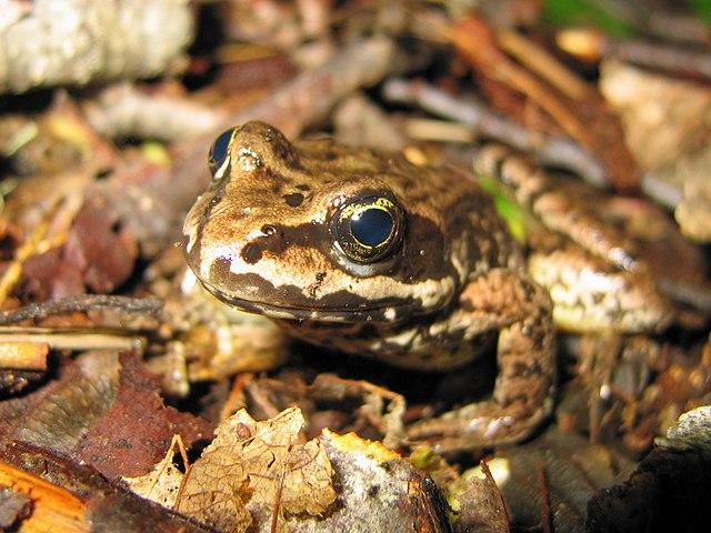 Cascades Frog