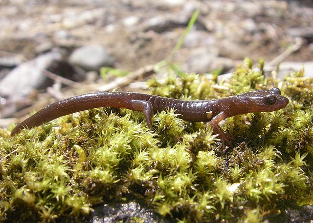 Clouded Salamander credit Justin Miles ODFW