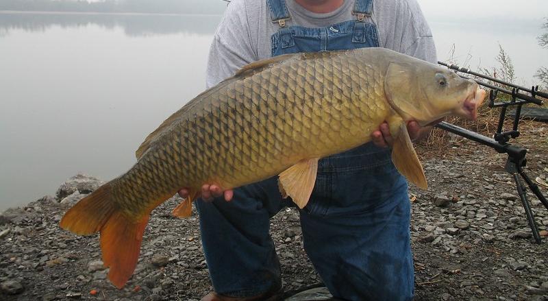 Common Carp (invasive)