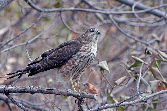 Cooper's Hawk credit USFWS