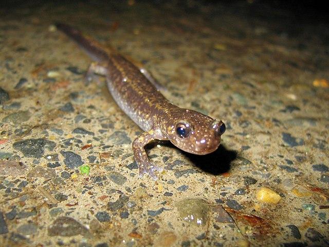 Dunn's Salamander credit GregTheBusker