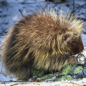 Porcupine credit A Falgoust US NPS