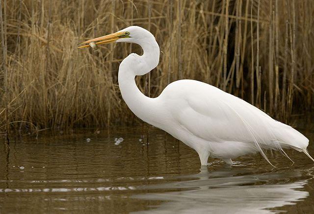 Great Egret credit USFWS