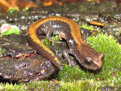 Larch Mountain Salamander credit Jonathan Hakim