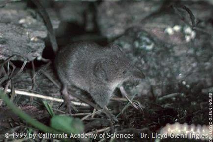 Montane Shrew