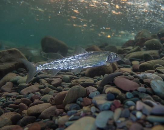 Mountain Whitefish credit Glacer NPS