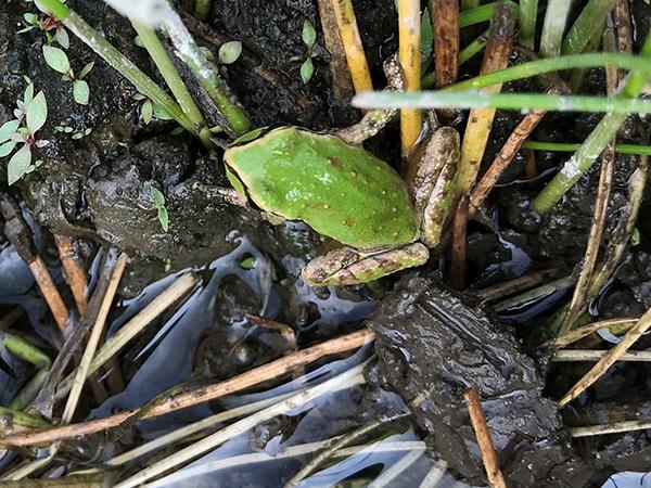 Pacific Tree Frog