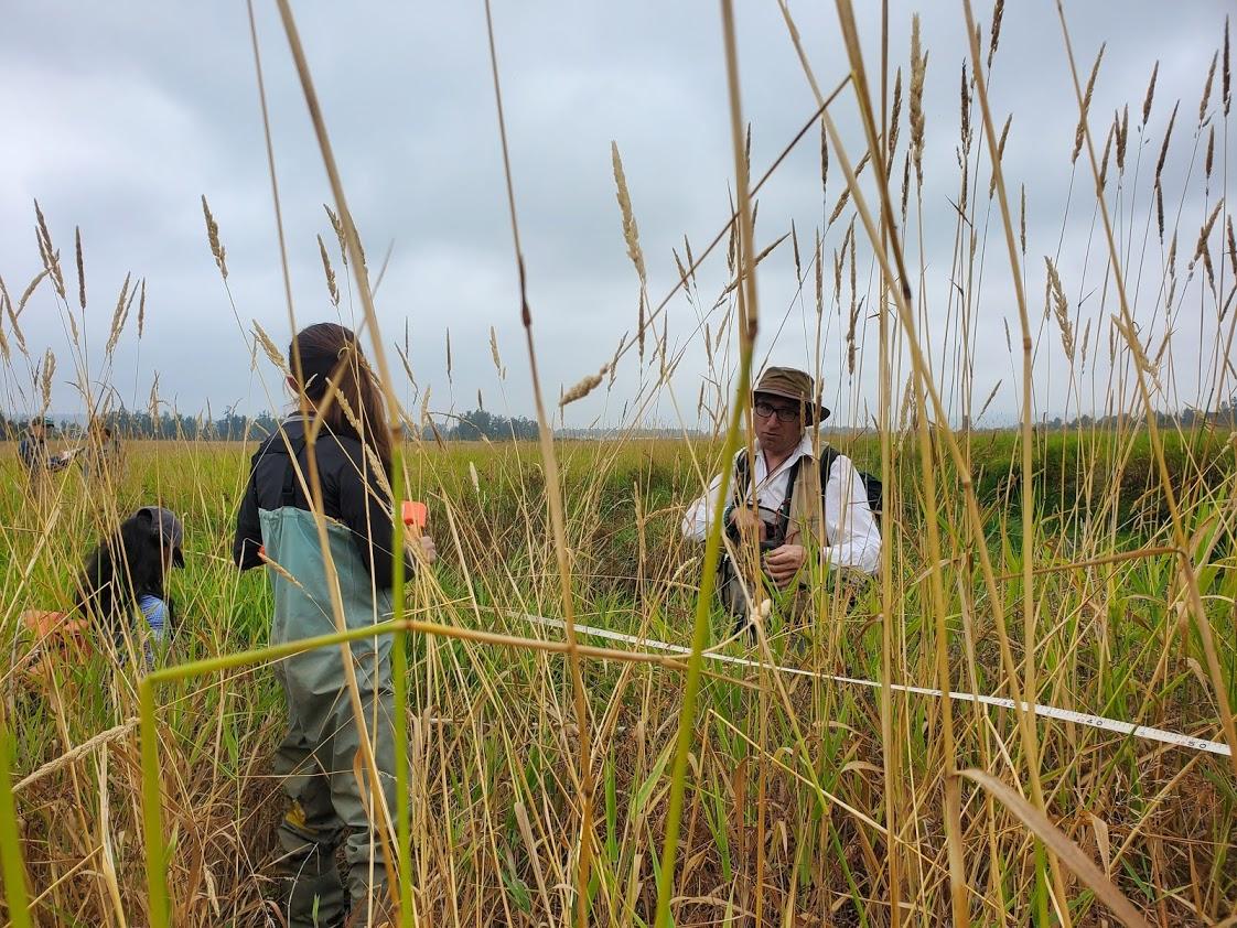 Reed canarygrass