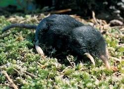 Shew-mole