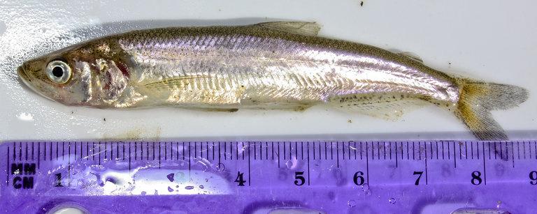 Longfin smelt credit Bill Stagnaro