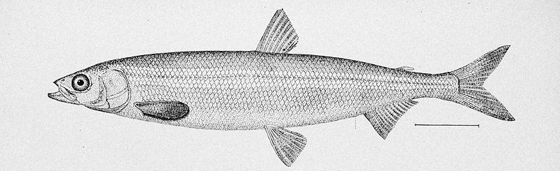 Surf smelt illustration by H. L. Todd, NOAA's Historic Fisheries Collection