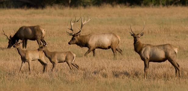 Elk credit Lee Eastman USFWS