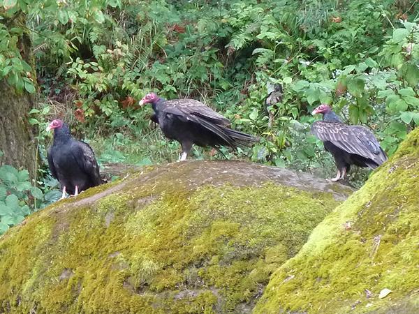 Turkey vultures