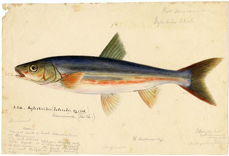 Watercolor of Peamouth
