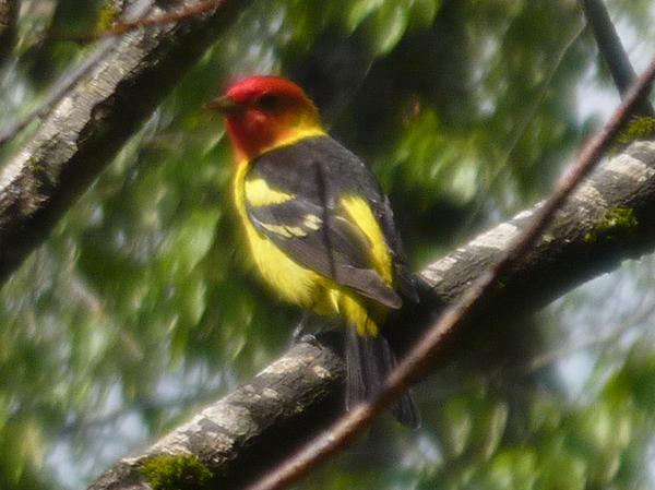 Western Tanager