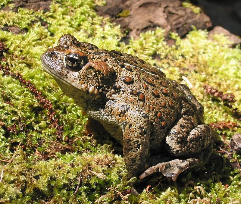 Western Toad credit Ivan Phillipsen, Oregon State University