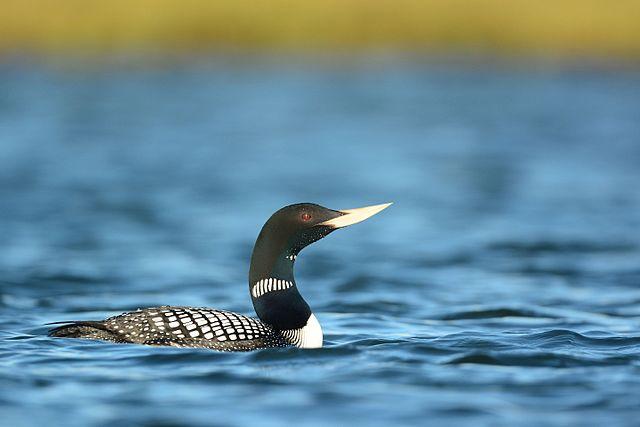 Yellow-billed Loon credit Ryan Askren USGS, Alaska Science Center