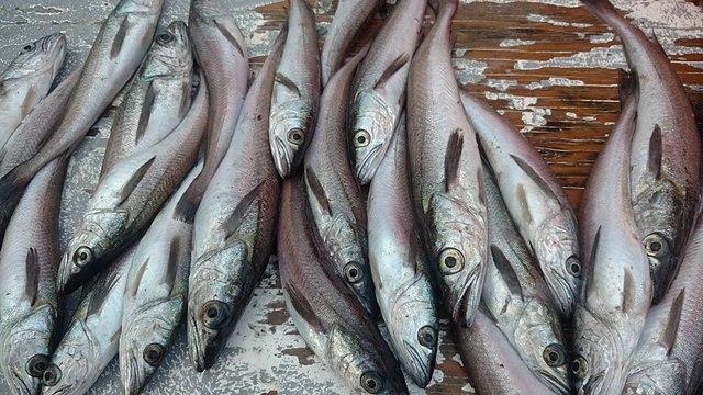 young Pacific hake