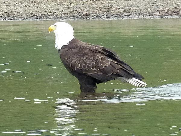 Bald Eagle