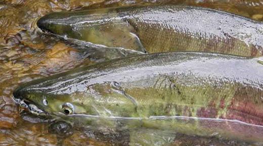 Chum salmon credit USFWS