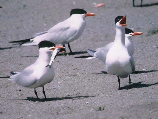 Common Tern