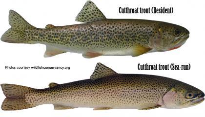 Cutthroat Trout credit Wild Fish Conservancy