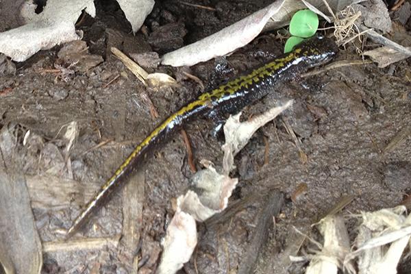 Long-toed Salamander