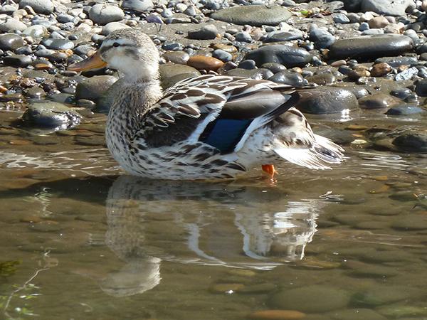 female mallard