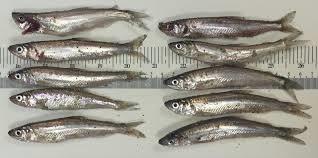 Night smelt credit California FWS