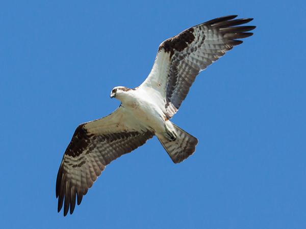 osprey in flight