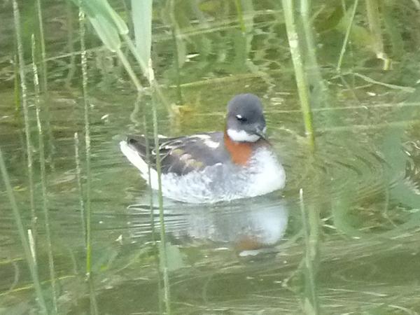 Red-necked phalarope