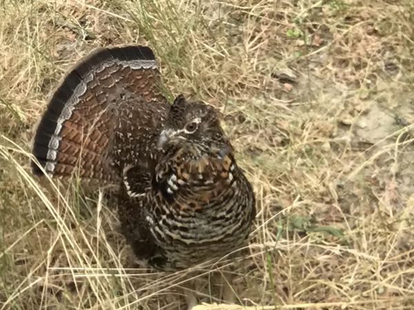 Ruffed grouse