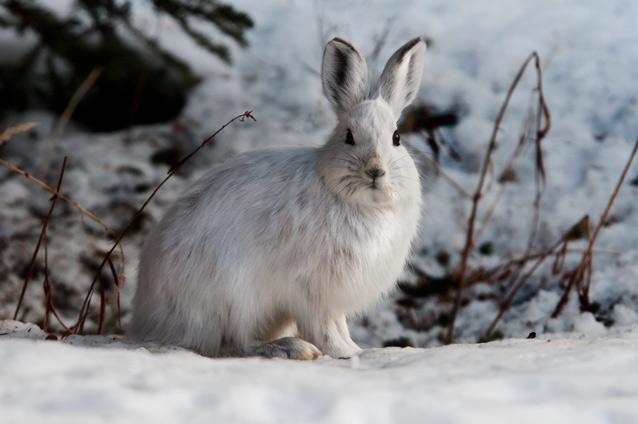 Snowshoe Hare credit US NPS