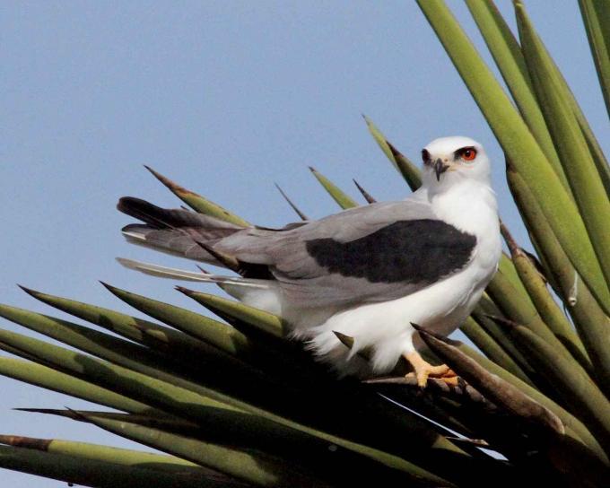 White-tailed Kite credit Burton Robert USFWS