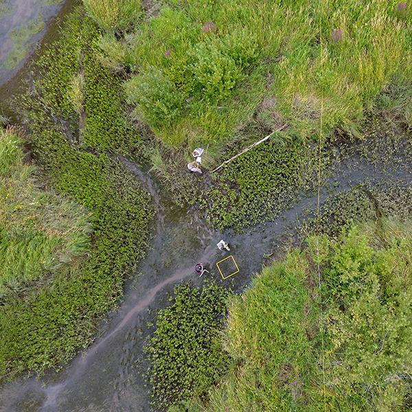 UAV monitoring on Whites Island