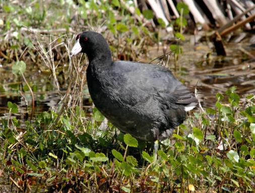 American Coot