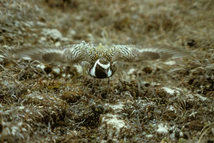 American Golden-Plover