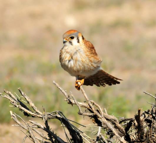 American Kestrel