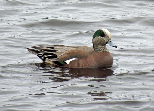 American Wigeon