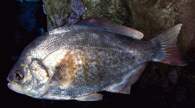 Redtail Surfperch