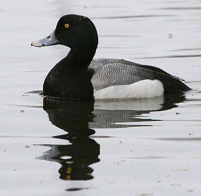 Greater Scaup