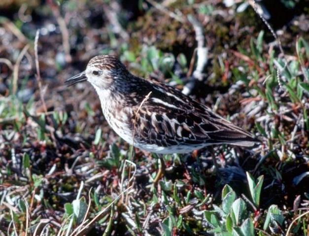 Baird's sandpiper