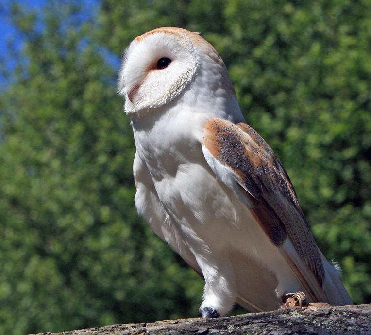 Barn Owl