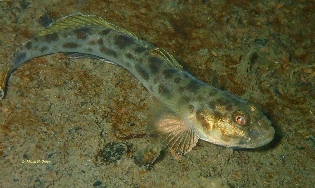 Bay Goby