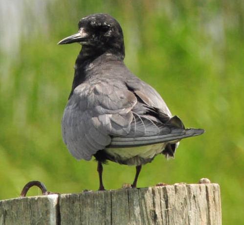 Black Tern